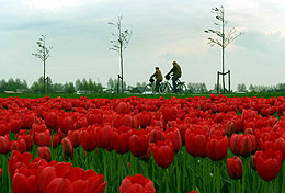 Campo de tulipanes de Bloembollenstreek.