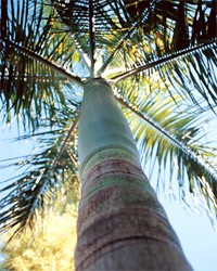 Palmeras_1023671 Palmeras_1023671