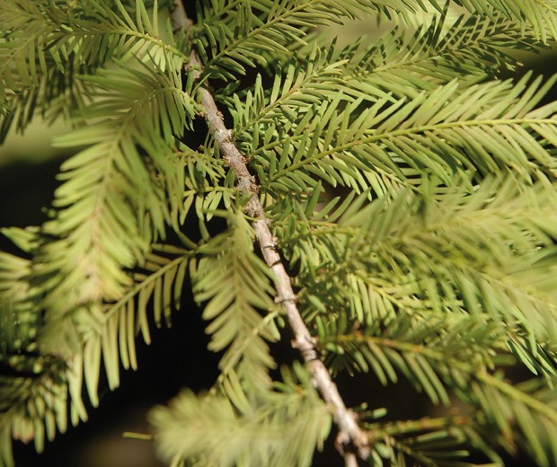 Taxodium ascendens "Nutans".