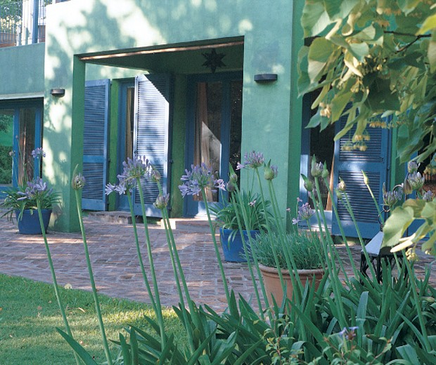 Agapantos en macetas de color azul fuerte que se desprende de las aberturas.