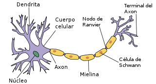 Diagrama básico de una neurona