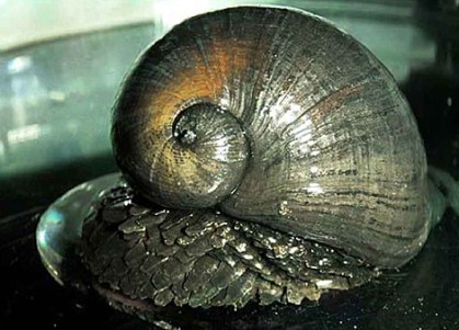 Un caracol de la especie 'Crysomallon squamiferum'. | Foto: PNAS