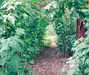 ?El azar de abordar el sendero desde cualquiera de sus posibles ingresos nos hace descubrir nuevas perspectivas y nuevas percepciones de su realidad de ensueños.?