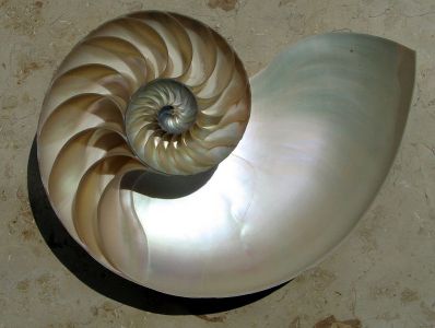 793px-NautilusCutawayLogarithmicSpiral Concha de nautilus en espiral logarítmica. Wikipedia